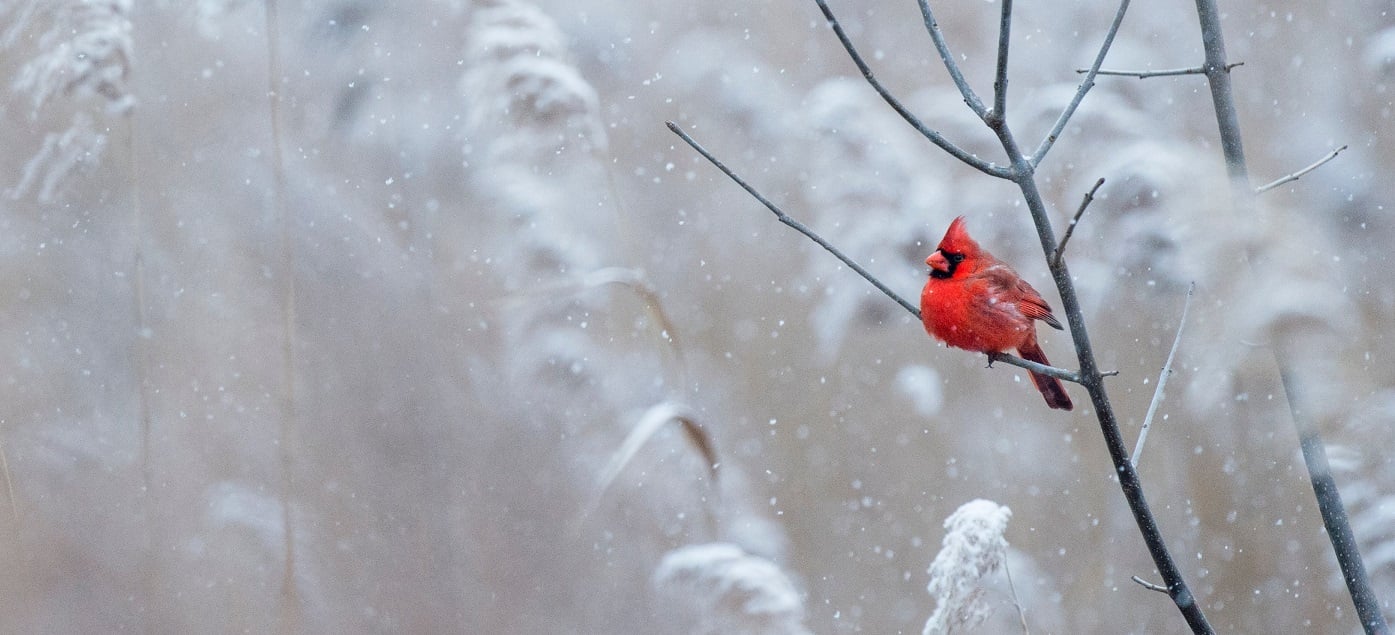 cardinal sitting on a branch in the snow