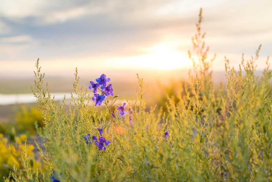 wild flowers in a field with a sunset in the background