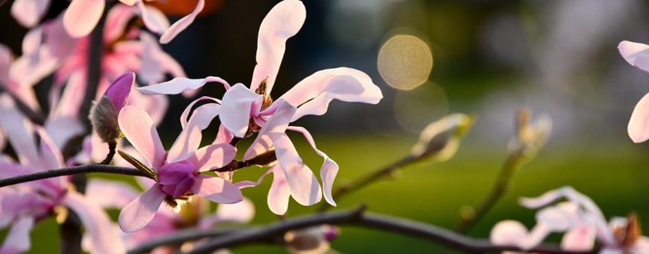 pink flowers on a branch with the sun setting